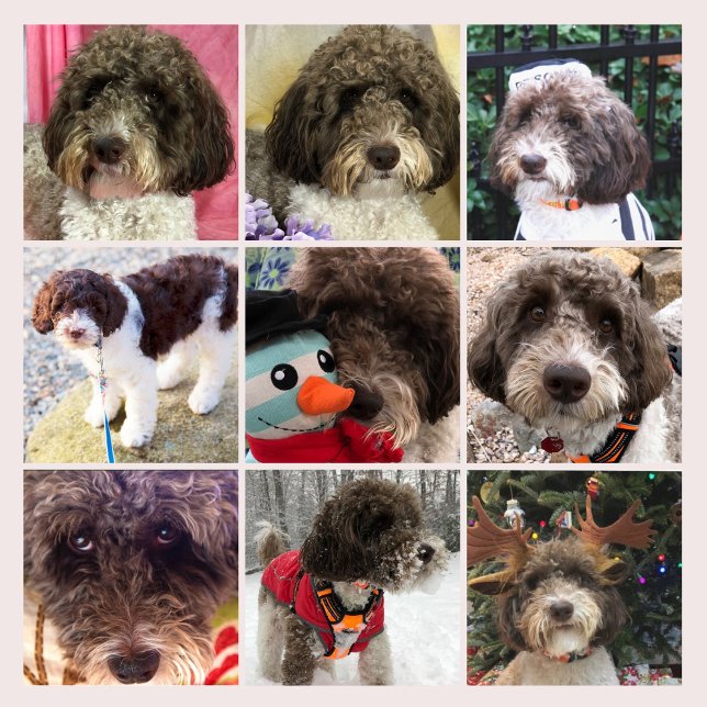Calendario de Duke el Labradoodle (Subido por el creador)