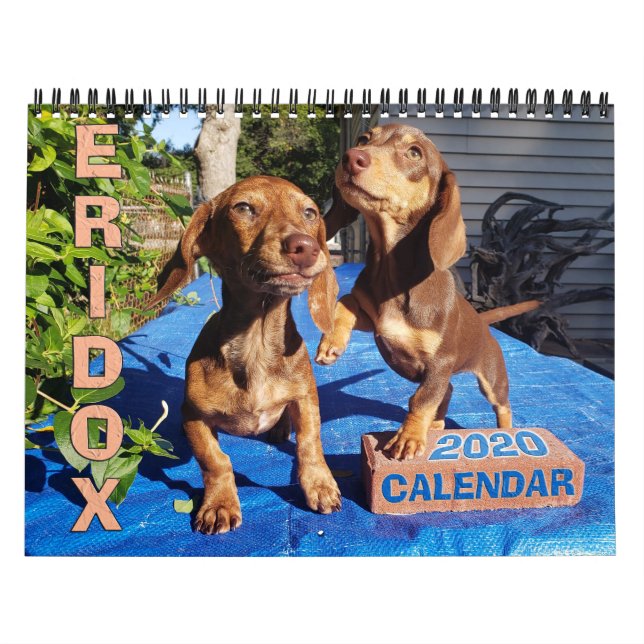 Calendario de Eridox Dachshunds 2020 (Tapa)