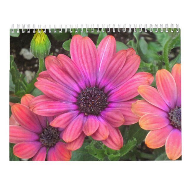 Calendario de Flores (Reverso)