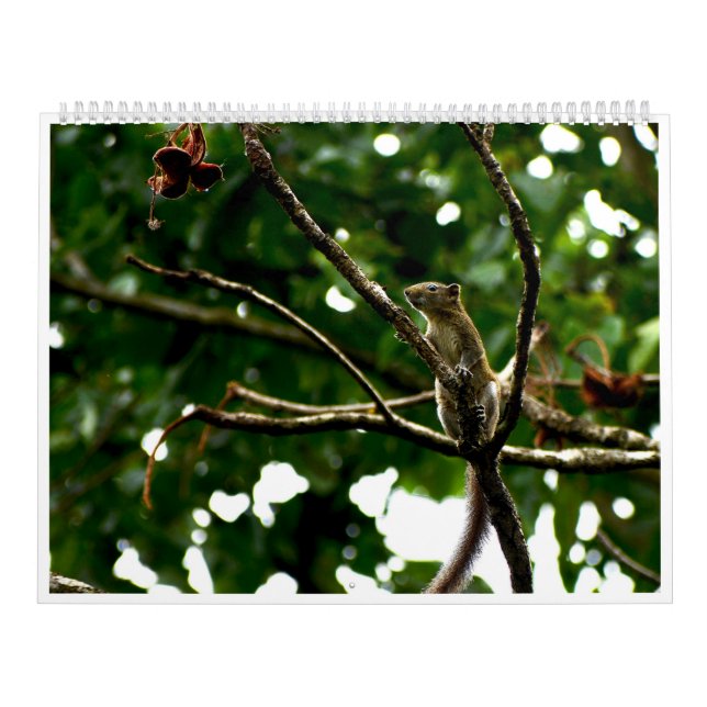 Calendario de Fotografía de Vida Silvestre 2027 (Tapa)