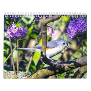 Calendario de fotos de aves silvestres