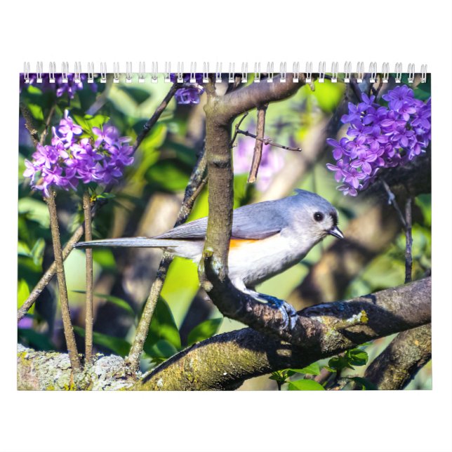 Calendario de fotos de aves silvestres (Tapa)