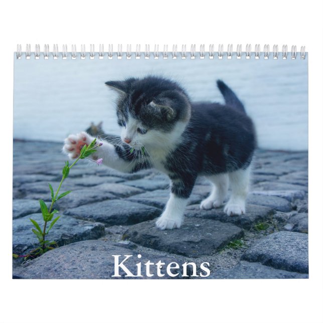 Calendario de gatitos (Tapa)
