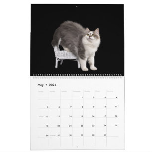 Calendario de Gatitos Siberianos