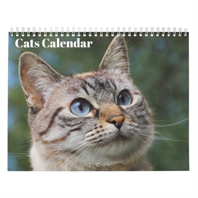 Calendario de gatos bengalíes 2025 (Tapa)