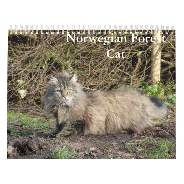Calendario de gatos de bosque noruego (Tapa)