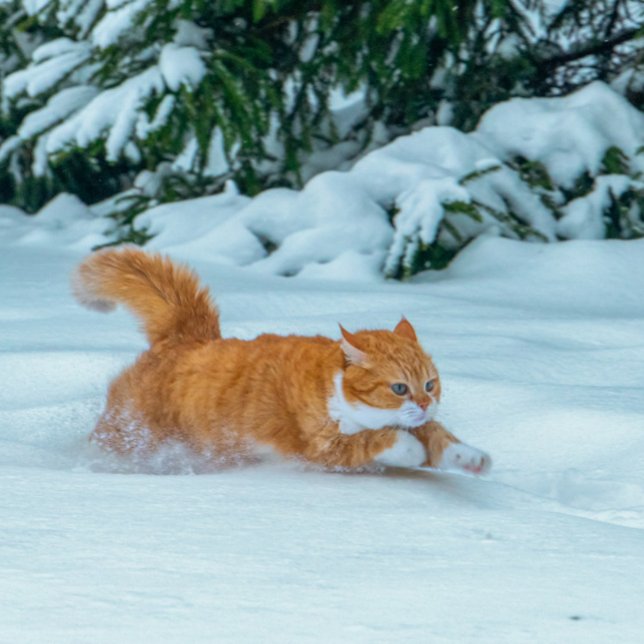 Calendario de gatos de jengibre 2023 (Subido por el creador)