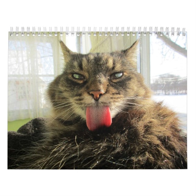 Calendario de gatos de Maine Coon Kitty (Tapa)