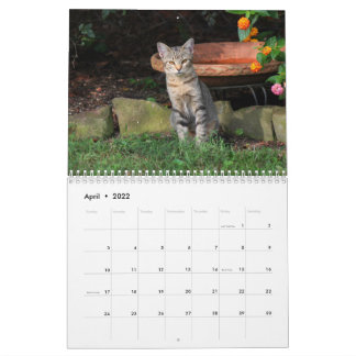 Calendario de gatos gatitos