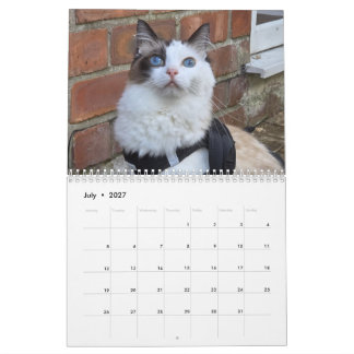 Calendario de gatos Ragdoll