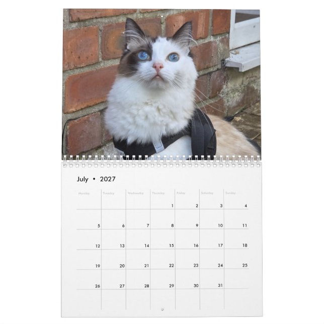 Calendario de gatos Ragdoll (Jul 2027)