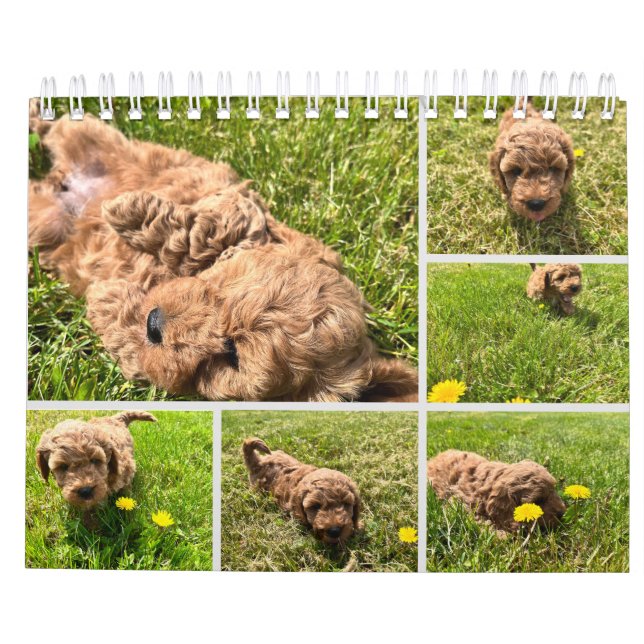 Calendario de Goldendoodle Puppy 2024 (Reverso)
