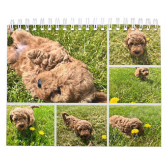 Calendario de Goldendoodle Puppy 2024