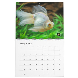 Calendario de gran tamaño del Goldfish del ORO