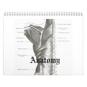 Calendario de la anatomía