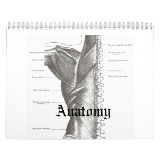 Calendario de la anatomía