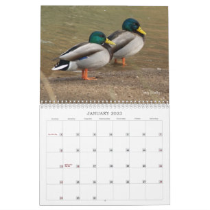 Calendario de la caza de los patos mallard