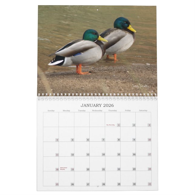 Calendario de la caza de los patos mallard (Jan 2026)