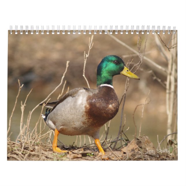Calendario de la caza de los patos mallard (Tapa)