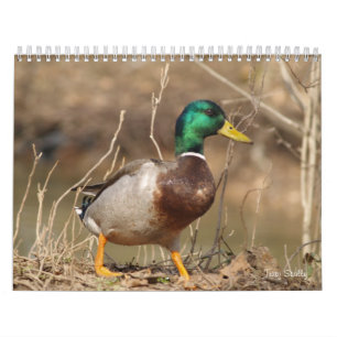 Calendario de la caza de los patos mallard