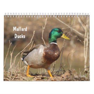 Calendario de la caza de los patos mallard