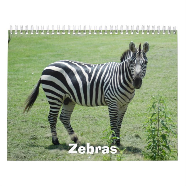 Calendario de la cebra, cebras (Tapa)