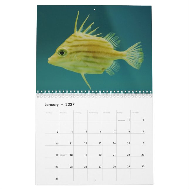 Calendario de la fotografía de la fauna del océano (Jan 2027)