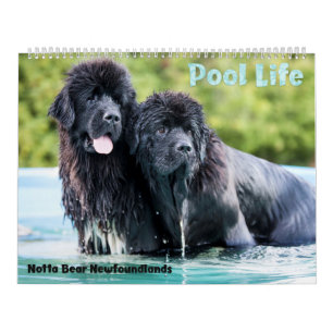Calendario de la piscina de Newfoundlands del oso