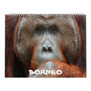 Calendario de la selva tropical de Borneo