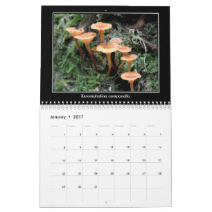 Calendario de la seta
