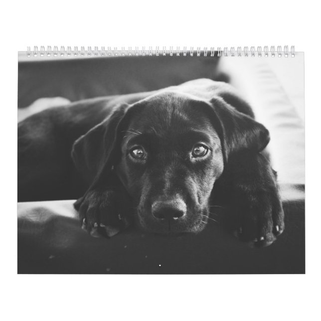 Calendario de Labrador Negro (Tapa)