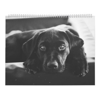 Calendario de Labrador Negro