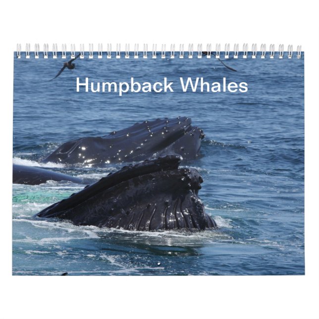 Calendario de las ballenas jorobadas (Tapa)
