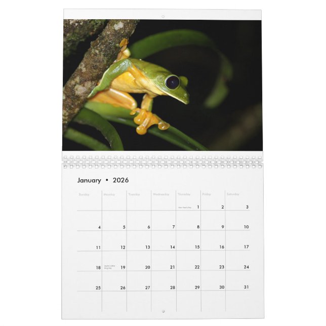 Calendario de las ranas de Costa Rica (Jan 2026)
