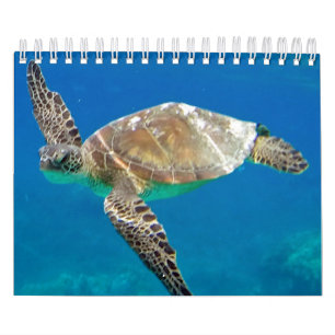 Calendario de las tortugas de Hawaii