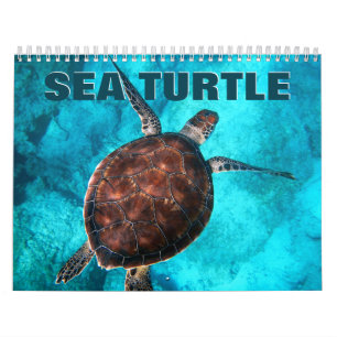Calendario de las tortugas marinas 2022
