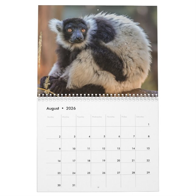 Calendario de Lemur 2025 (Aug 2026)