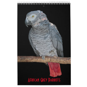 Calendario de Loros Grises Africanos