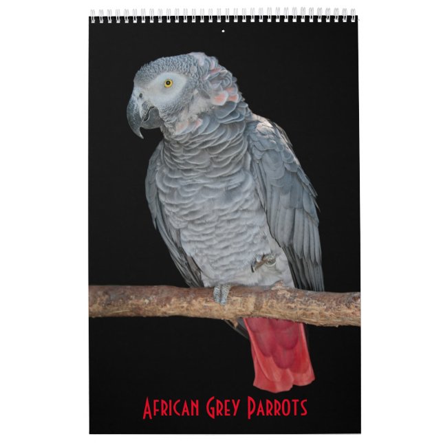 Calendario de Loros Grises Africanos (Tapa)