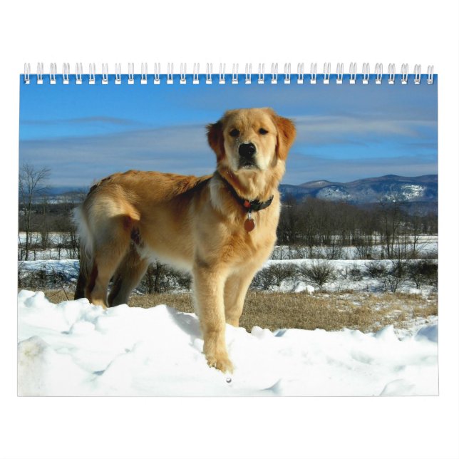 Calendario de los amantes del golden retriever (Tapa)