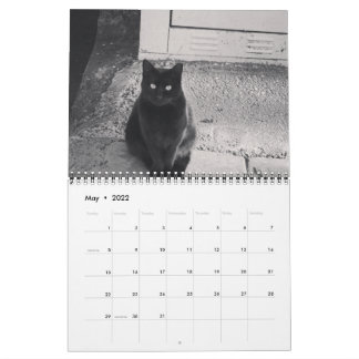 Calendario de los gatos de ESTAMBUL