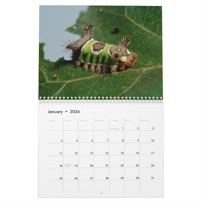 Calendario de los insectos (Jan 2026)