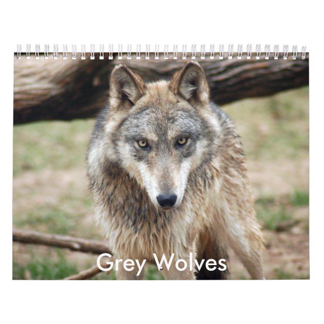 Calendario de los lobos grises, lobos grises (Tapa)