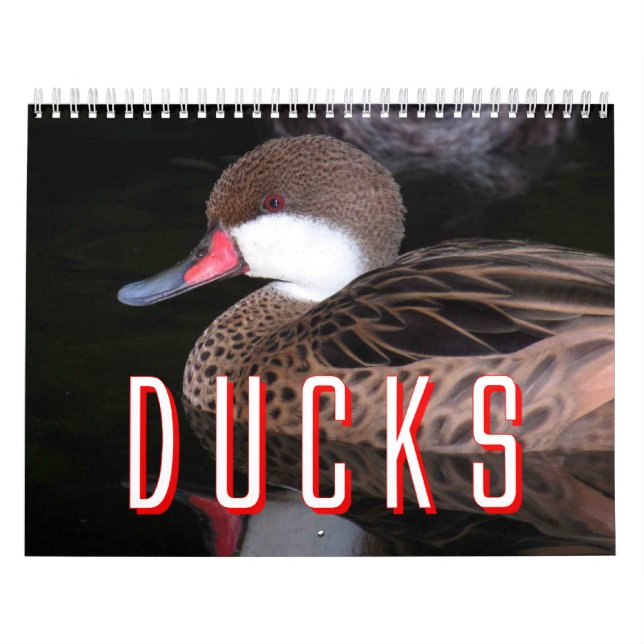 Calendario de los patos (Tapa)