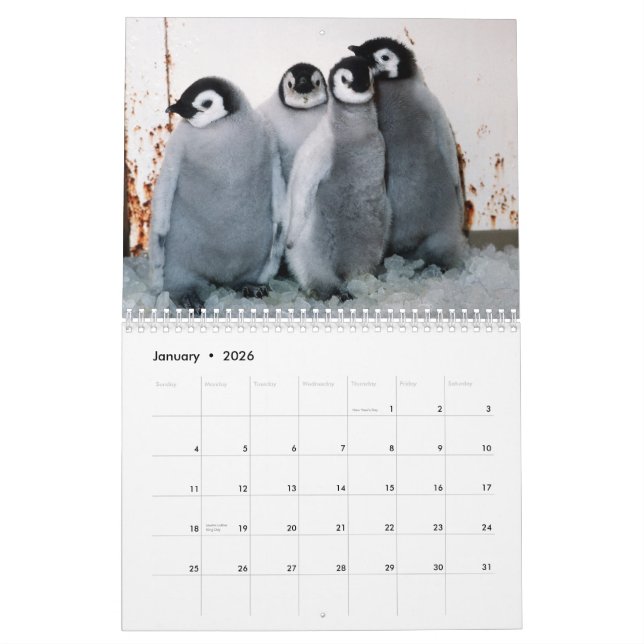 Calendario de los pingüinos (Jan 2026)