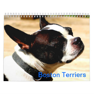 Calendario de los terrieres de Boston