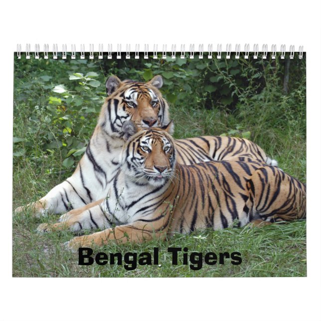 Calendario de los tigres de Bengala, tigres de (Tapa)