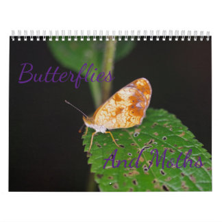 Calendario de mariposas y polillas