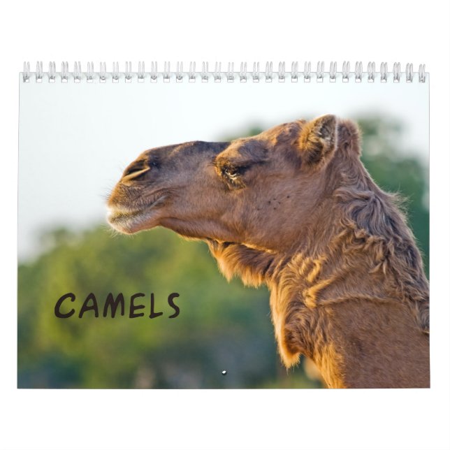 Calendario de Muro de CAMELS (Tapa)