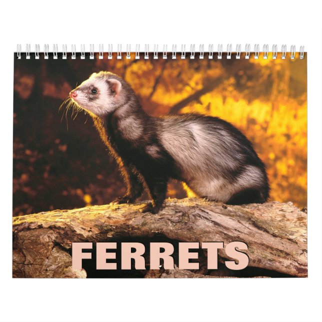 Calendario de muro de ferrets (Tapa)
